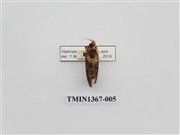 藏品(雙線亥齒舟蛾)的圖片